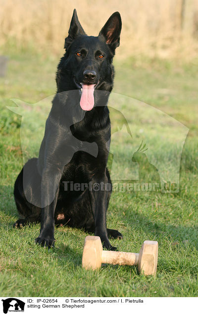 sitting German Shepherd / IP-02654
