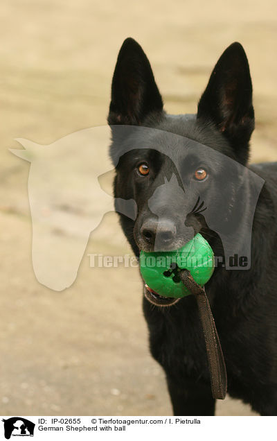 German Shepherd with ball / IP-02655
