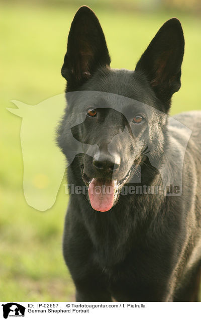 German Shepherd Portrait / IP-02657