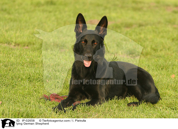 lying German Shepherd / IP-02658