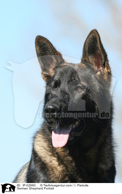 German Shepherd Portrait / IP-02660