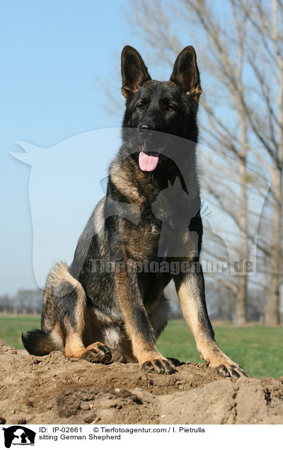 sitting German Shepherd / IP-02661