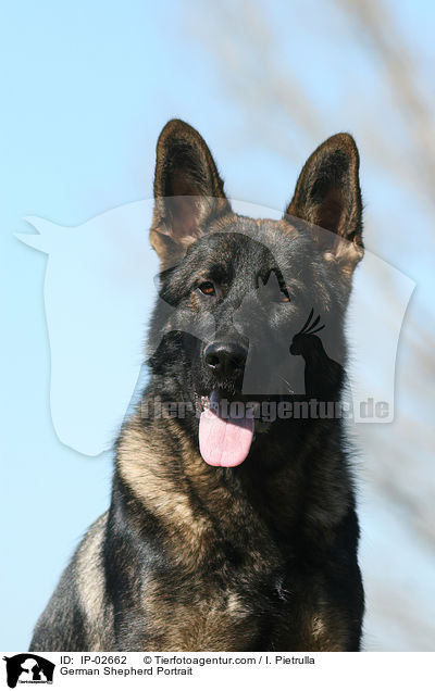 German Shepherd Portrait / IP-02662
