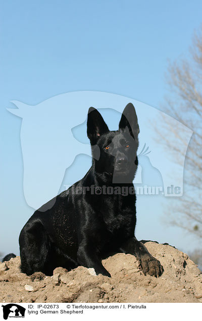 lying German Shepherd / IP-02673
