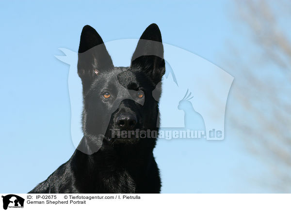 German Shepherd Portrait / IP-02675