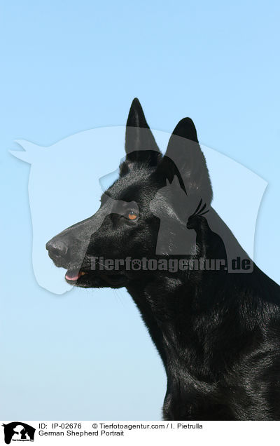 German Shepherd Portrait / IP-02676