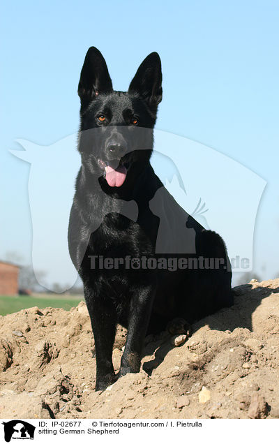 sitting German Shepherd / IP-02677
