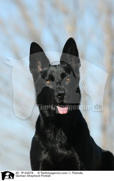 German Shepherd Portrait / IP-02678