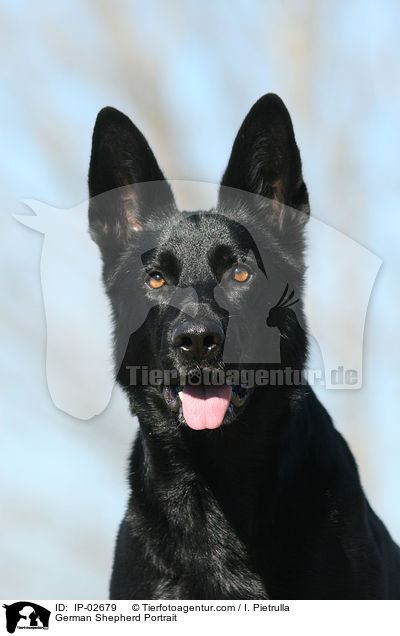 German Shepherd Portrait / IP-02679