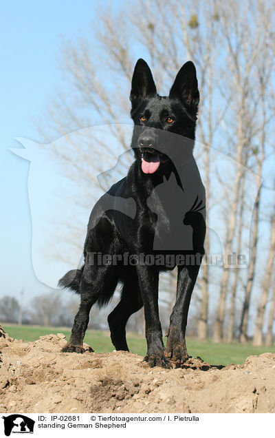 standing German Shepherd / IP-02681