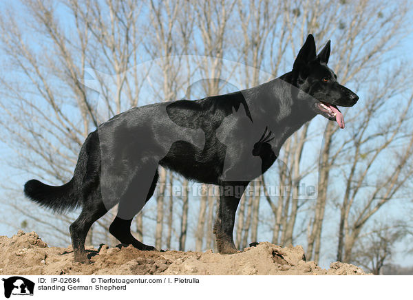 standing German Shepherd / IP-02684