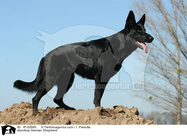 standing German Shepherd / IP-02685