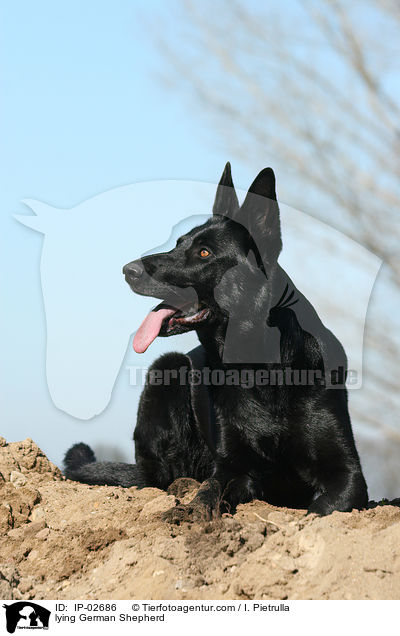 lying German Shepherd / IP-02686