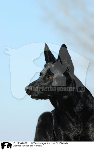 German Shepherd Portrait / IP-02687