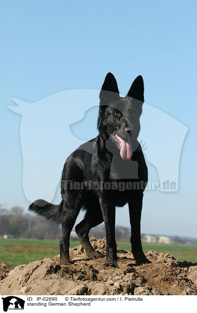 standing German Shepherd / IP-02690