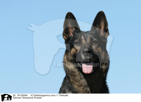 German Shepherd Portrait / IP-02694