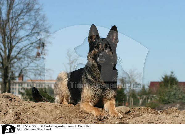lying German Shepherd / IP-02695
