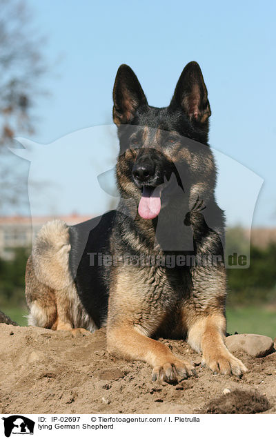 lying German Shepherd / IP-02697