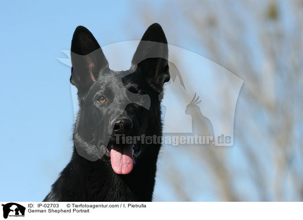 German Shepherd Portrait / IP-02703
