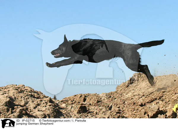 jumping German Shepherd / IP-02715