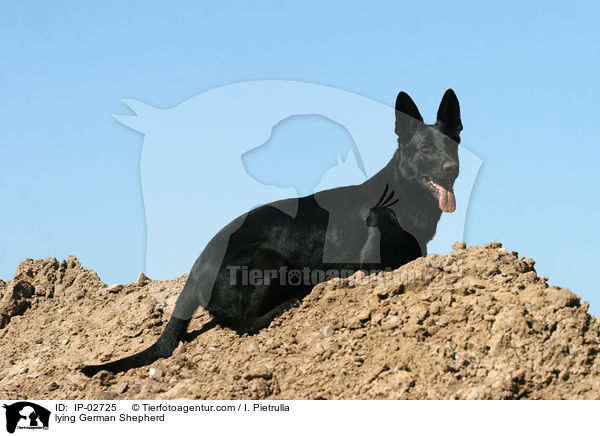lying German Shepherd / IP-02725