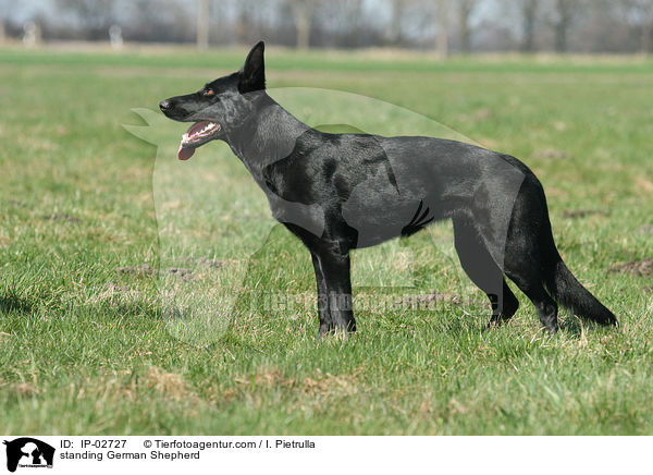 standing German Shepherd / IP-02727