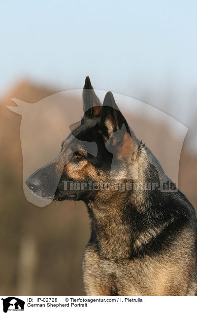 German Shepherd Portrait / IP-02728
