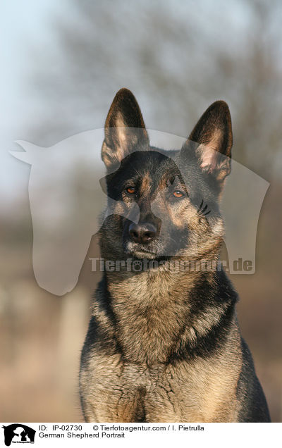 German Shepherd Portrait / IP-02730