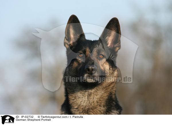 German Shepherd Portrait / IP-02732