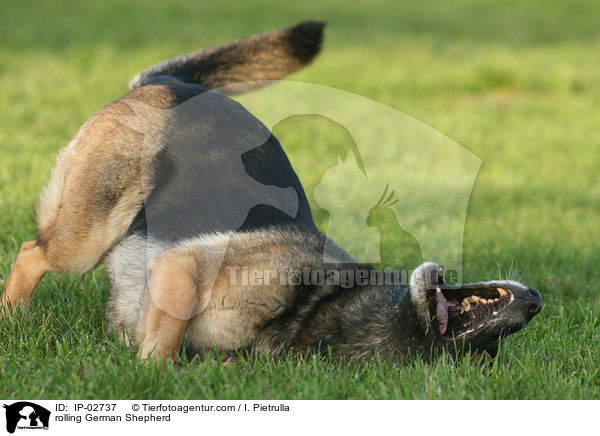 Deutscher Schferhund wlzt sich / rolling German Shepherd / IP-02737