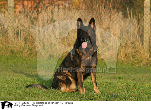 sitting German Shepherd / IP-02738