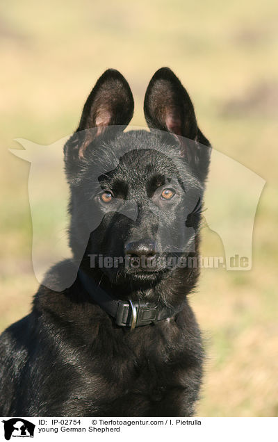 young German Shepherd / IP-02754