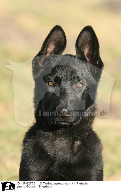 young German Shepherd / IP-02756