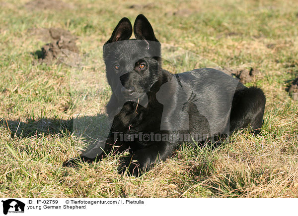 young German Shepherd / IP-02759