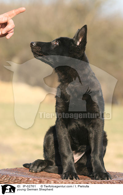 young German Shepherd / IP-02761