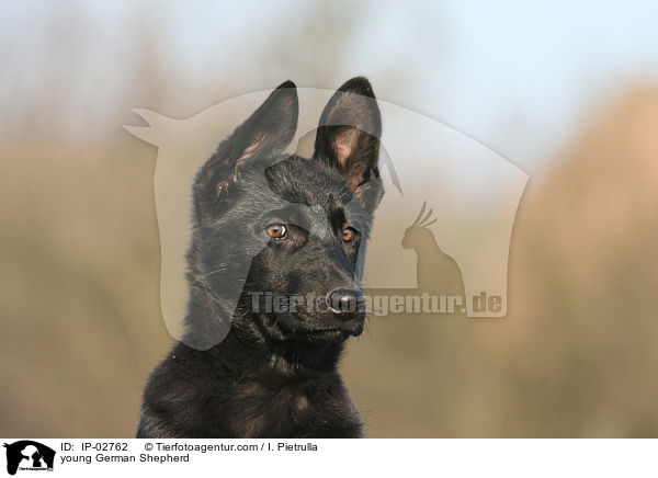 young German Shepherd / IP-02762