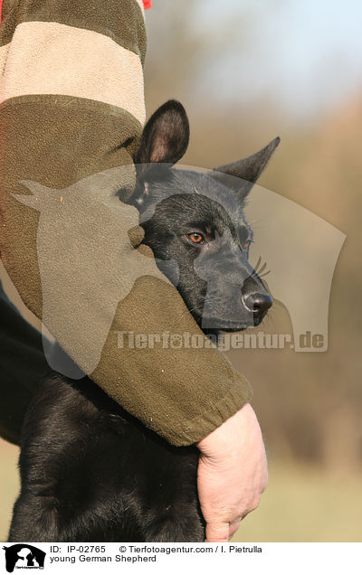 young German Shepherd / IP-02765