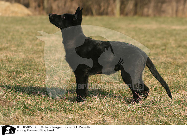 young German Shepherd / IP-02767