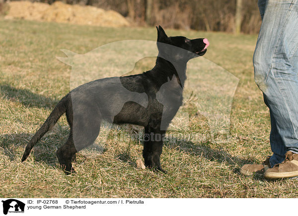 young German Shepherd / IP-02768