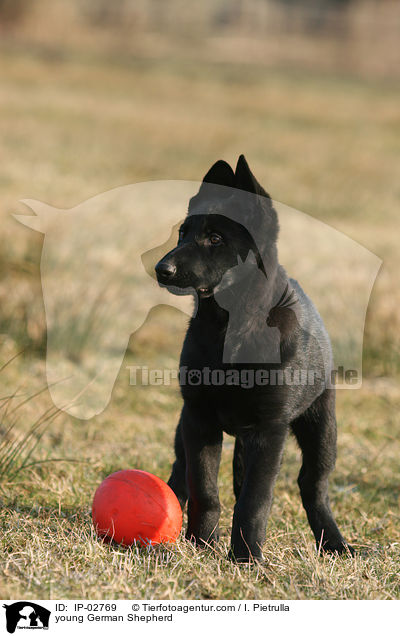 young German Shepherd / IP-02769