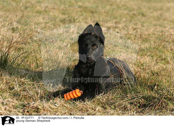 young German Shepherd / IP-02771