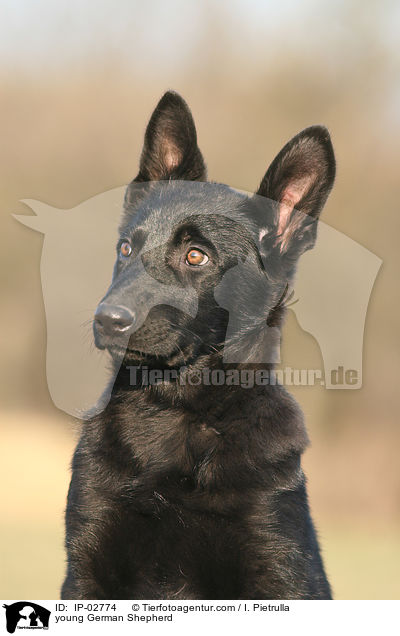 young German Shepherd / IP-02774