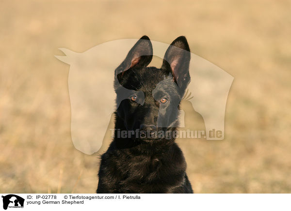 young German Shepherd / IP-02778