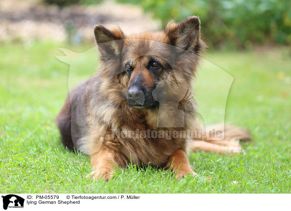 lying German Shepherd / PM-05579