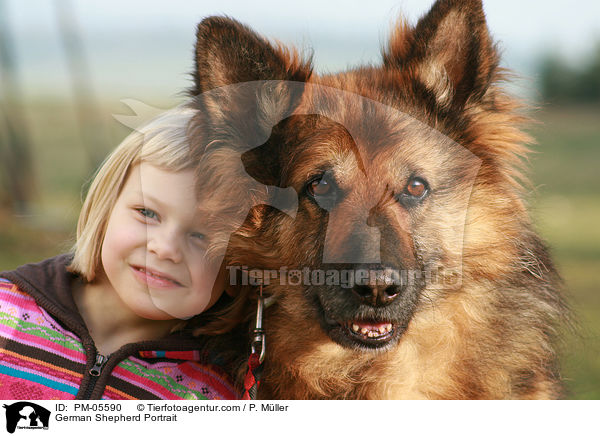 German Shepherd Portrait / PM-05590