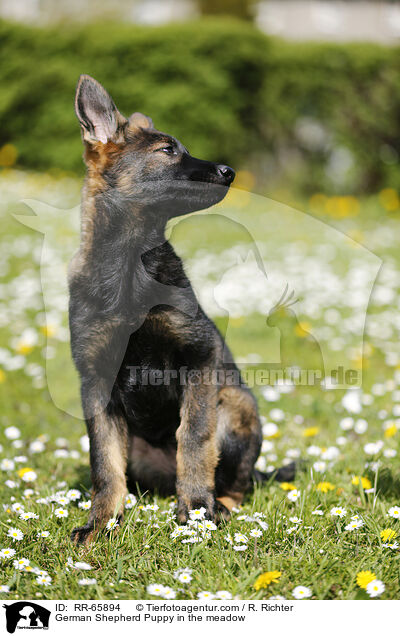 Deutscher Schferhund Welpe auf einer Blumenwiese / German Shepherd Puppy in the meadow / RR-65894