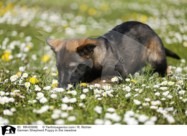 Deutscher Schferhund Welpe auf einer Blumenwiese / German Shepherd Puppy in the meadow / RR-65896
