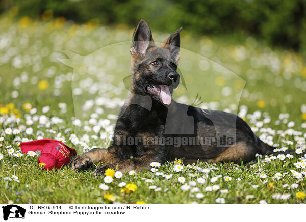 German Shepherd Puppy in the meadow / RR-65914