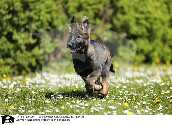 German Shepherd Puppy in the meadow / RR-65924