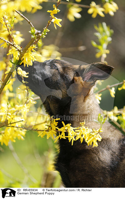 German Shepherd Puppy / RR-65934